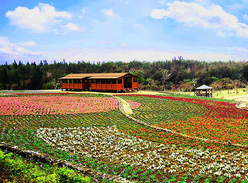 繽紛花海點綴澎湖！3公頃浪漫矮牽牛冬日盛開