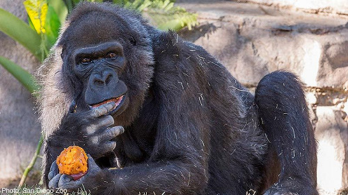 五代同堂巨猩殞落 全球最長壽大猩猩享年60歲