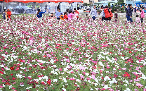 台中龍井花田滿開！花海控快把握時機