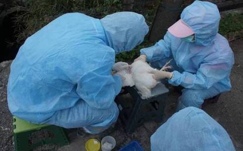 製造禽流感動物偽藥 檢方聲押8人獲准