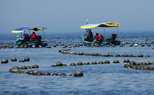 扇貝又跑路 獐子島虧24億再成A股話題