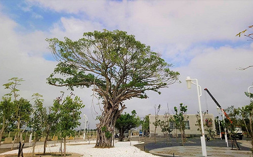 栽種上萬顆原生樹種  水湳中央公園將成台中之肺