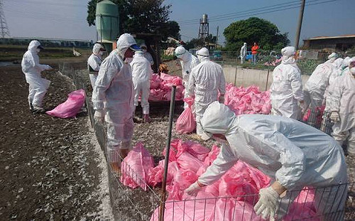 再檢出H5N6禽流感！今撲殺近3千鴨隻