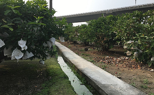 農損記得先拍照！屏縣：達20%以上可申請救助