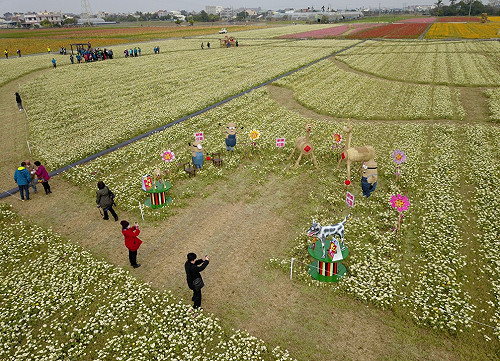 Fun春節》人人有花看！太保市花海節強勢登場