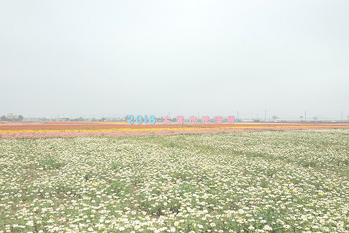FUN春節》 早上看花海晚上看燈海！嘉義花海節花期延到年後