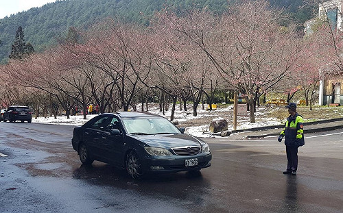 FUN春節》武陵農場賞櫻花  交管措施看這裡！