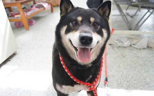 狗狗走失被絕育  飼主怒告反被罰!