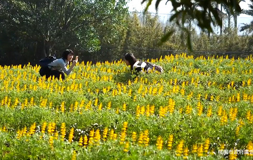 484沒看過吧！魯冰花把茶園變成條紋大地了
