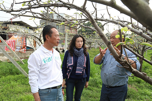 高接梨寒害受損嚴重   翁章梁：政府應給予補助