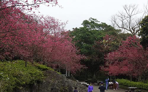陽明花季繽紛開跑！交通＋花卉亮點看這裡