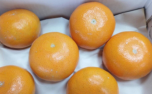 橘子紅了!蔡其昌促成國防部力挺採購茂谷柑