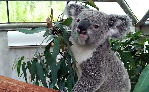 快捕捉超Ｑ互動！無尾熊奇奇、蒂蒂搬新家  適應良好