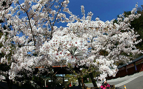 阿里山花季滿山頭！花種＋交通報你知