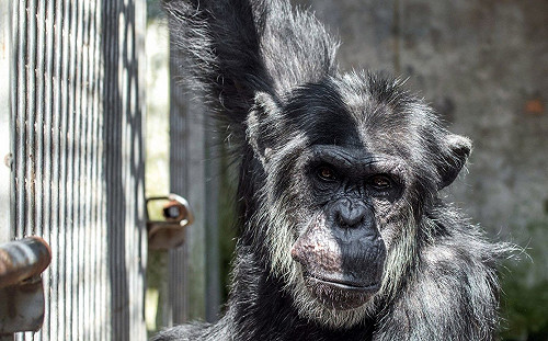 金剛猩猩要出國深造！即將去荷蘭增產報國