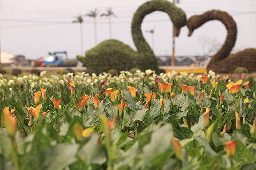 芋見想戀愛的你！桃園彩色海芋季5大亮點看這裡(影)
