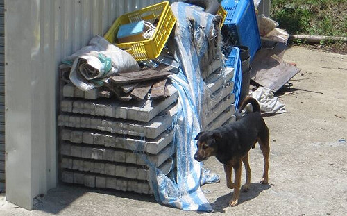 自製毒餌殺狗  遭判有期徒刑3個月