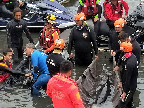 高雄港迷航3小虎鯨不治 塑膠袋害的