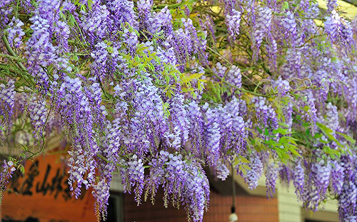 浪漫紫色風暴！瑞里引爆17條賞紫藤花路線
