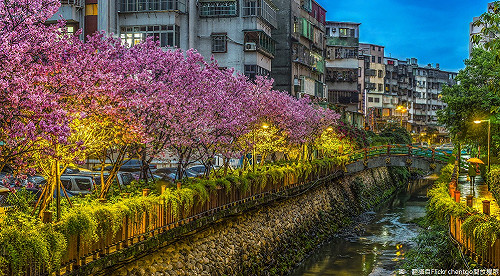 搭捷運去賞櫻！希望之河賞夜櫻美翻天(影)