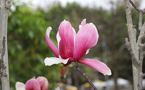含苞待放的嫵媚！台北街頭辛夷花正美麗