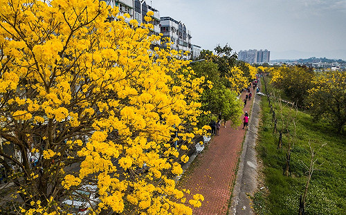 賞花兼逛街！到金黃風鈴木大道上瘋小農市集