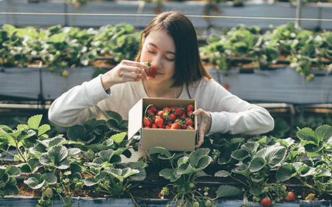 摘一顆果實的美好！全台6處酸甜草莓季懶人包特搜
