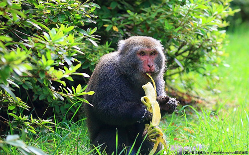 勿餵食野生台灣獼猴！陽管處：最高可裁罰1萬5千元