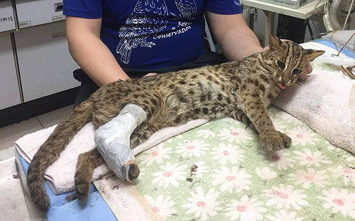 中市再傳石虎蹤跡  石虎媽媽遭獸鋏夾傷