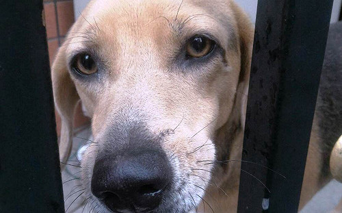 籠飼犬懷孕生幼犬！疑偷學日本A片技巧