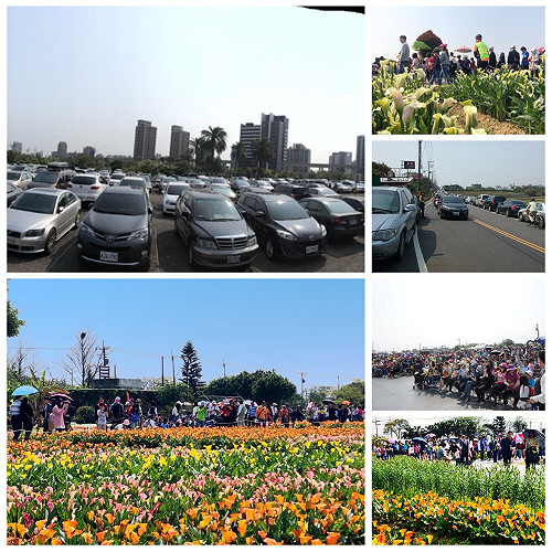 平日再去吧！擠賞彩芋 停車場、車道全停滿車了