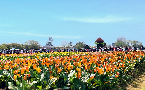 彩色海芋季人潮創新高！累計67萬人搶看浪漫花海