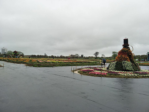 桃園彩色海芋季受風雨影響  暫時閉園