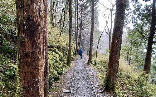 太平山這樣玩！溫泉煮蛋＋見晴古道各有風情