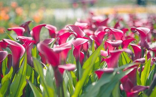 桃園看海芋注意！最新停車場資訊在這