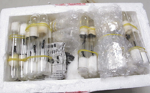 蟲蟲威脅大！違法輸入植物或未檢疫 最高可罰15萬