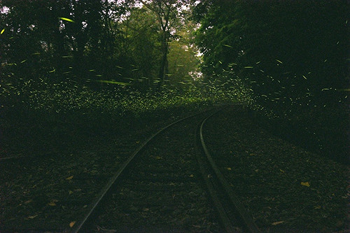 螢火蟲大爆發  到嘉義梅山與螢共舞吧！