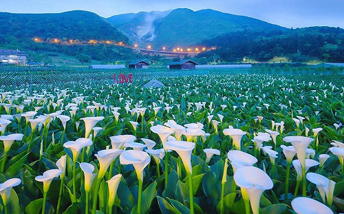 春假上陽明山看海芋！竹子湖交管看這裡
