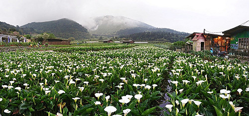 陽明山海芋季登場！活動交管懶人包一次看