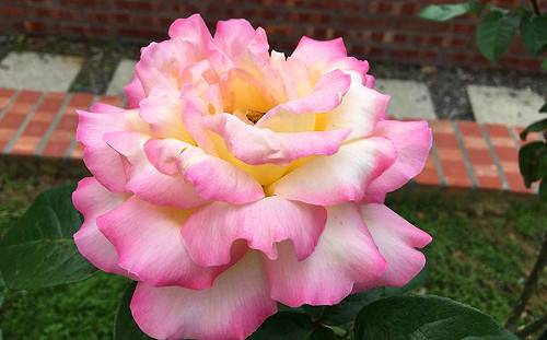 讓假日填滿浪漫！士林官邸千株玫瑰盛放ing