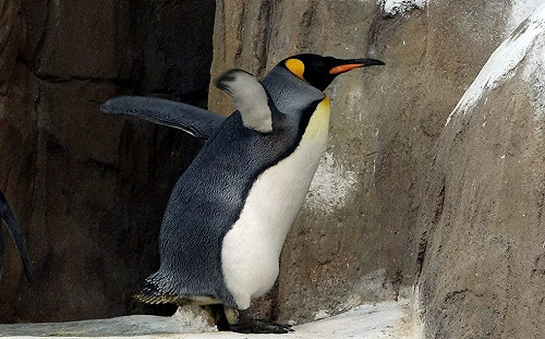 換羽季前吃好吃滿！國王企鵝瘋狂進食ing