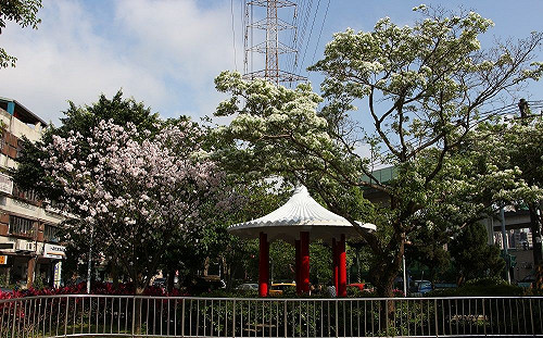 內湖也有春季白雪！四月雪流蘇美感持續爆發