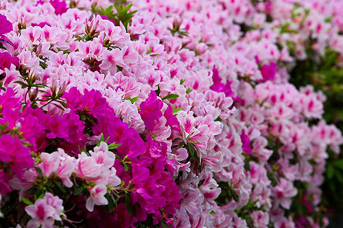 杜鵑花圍繞下野餐！千人野餐音樂會一同賞花