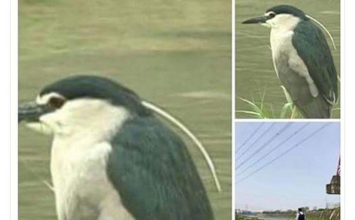 驚爆南崁發現企鵝！ 桃鳥：是夜鷺好嘛！