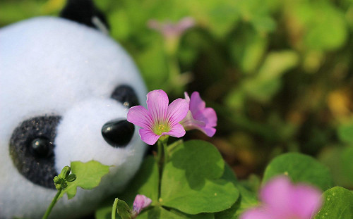 你的名字是？酢醬草、通泉草、黃鵪菜袖珍小花綻放