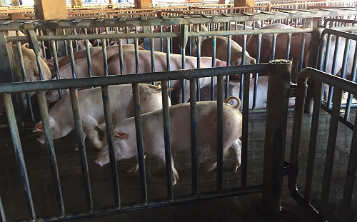 比口蹄疫更可怕！呂秋遠：非洲豬瘟入侵台灣會崩盤