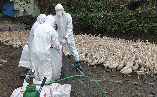 今年第五例禽流感！彰化雞場撲殺32540隻土雞