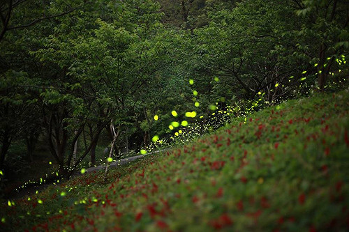 感受客家山城絢麗光點！東勢螢火蟲季開跑