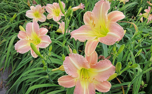 金針花不是本名！認識五彩繽紛的萱草花品種