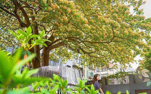 台電也有賞花秘境！超大魚木花盛開等你拍